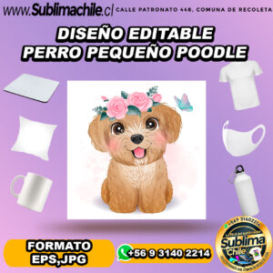 Diseño editable de perro poodle para sublimar - EPS, JPG